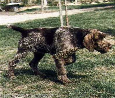 Griffon Korthals UKY DI SAN GERMANO Griffon Korthals UKY DI SAN GERMANO